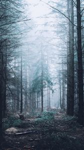 Preview wallpaper forest, fog, trees, pines