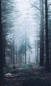 Preview wallpaper forest, fog, trees, pines