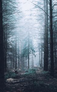 Preview wallpaper forest, fog, trees, pines