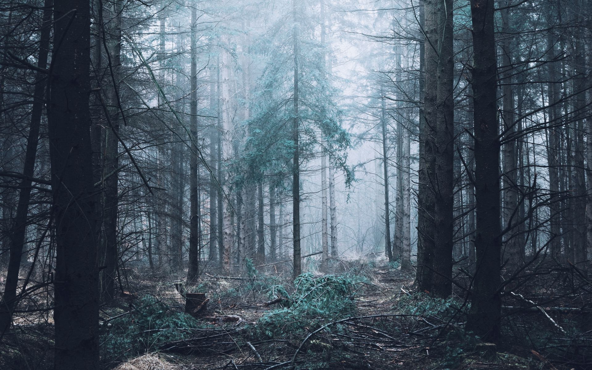 Download wallpaper 1920x1200 forest, fog, trees, pines widescreen 16:10 ...