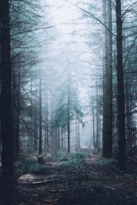 Preview wallpaper forest, fog, trees, pines