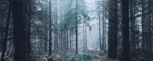 Preview wallpaper forest, fog, trees, pines