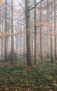 Preview wallpaper forest, fog, trees, coniferous, pine