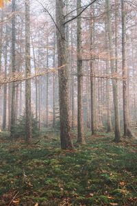 Preview wallpaper forest, fog, trees, coniferous, pine