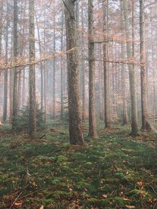 Preview wallpaper forest, fog, trees, coniferous, pine