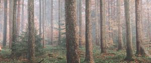 Preview wallpaper forest, fog, trees, coniferous, pine