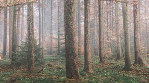 Preview wallpaper forest, fog, trees, coniferous, pine