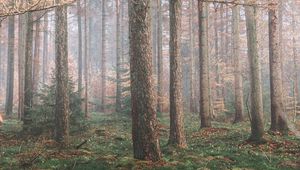 Preview wallpaper forest, fog, trees, coniferous, pine