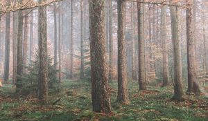 Preview wallpaper forest, fog, trees, coniferous, pine