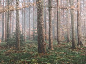 Preview wallpaper forest, fog, trees, coniferous, pine