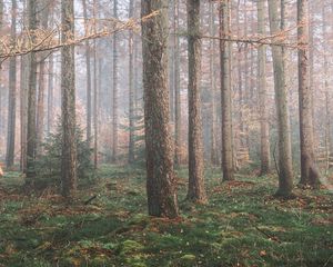 Preview wallpaper forest, fog, trees, coniferous, pine