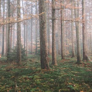 Preview wallpaper forest, fog, trees, coniferous, pine
