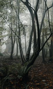 Preview wallpaper forest, fog, trees, fern, tropics