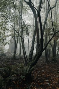 Preview wallpaper forest, fog, trees, fern, tropics