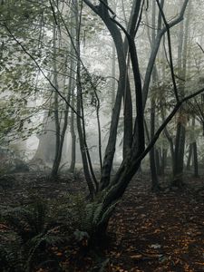 Preview wallpaper forest, fog, trees, fern, tropics