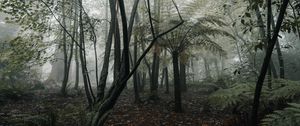 Preview wallpaper forest, fog, trees, fern, tropics