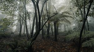 Preview wallpaper forest, fog, trees, fern, tropics