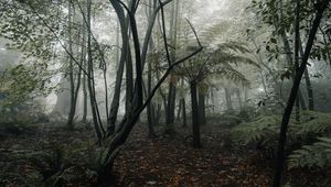 Preview wallpaper forest, fog, trees, fern, tropics