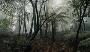 Preview wallpaper forest, fog, trees, fern, tropics