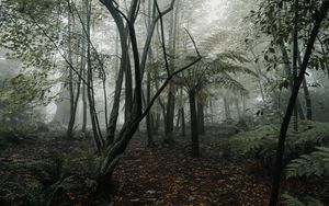 Preview wallpaper forest, fog, trees, fern, tropics