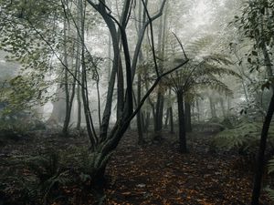 Preview wallpaper forest, fog, trees, fern, tropics