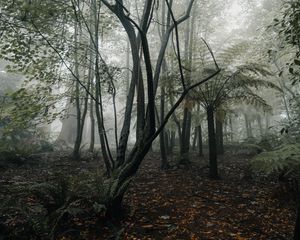 Preview wallpaper forest, fog, trees, fern, tropics