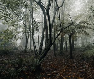 Preview wallpaper forest, fog, trees, fern, tropics