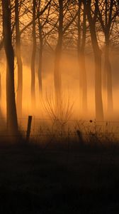 Preview wallpaper forest, fog, trees, fence