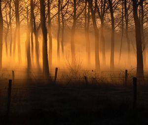 Preview wallpaper forest, fog, trees, fence