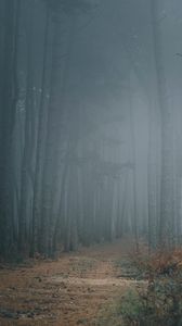 Preview wallpaper forest, fog, trees, path, darkness