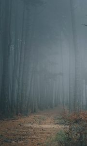 Preview wallpaper forest, fog, trees, path, darkness