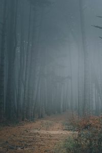 Preview wallpaper forest, fog, trees, path, darkness