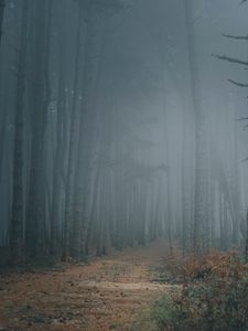 Preview wallpaper forest, fog, trees, path, darkness
