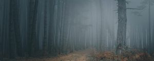 Preview wallpaper forest, fog, trees, path, darkness