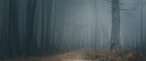 Preview wallpaper forest, fog, trees, path, darkness