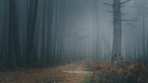 Preview wallpaper forest, fog, trees, path, darkness