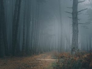 Preview wallpaper forest, fog, trees, path, darkness
