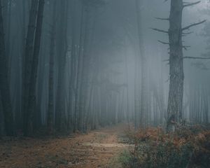Preview wallpaper forest, fog, trees, path, darkness