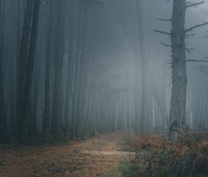 Preview wallpaper forest, fog, trees, path, darkness