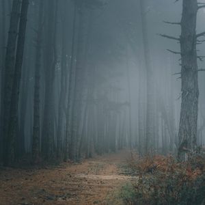 Preview wallpaper forest, fog, trees, path, darkness