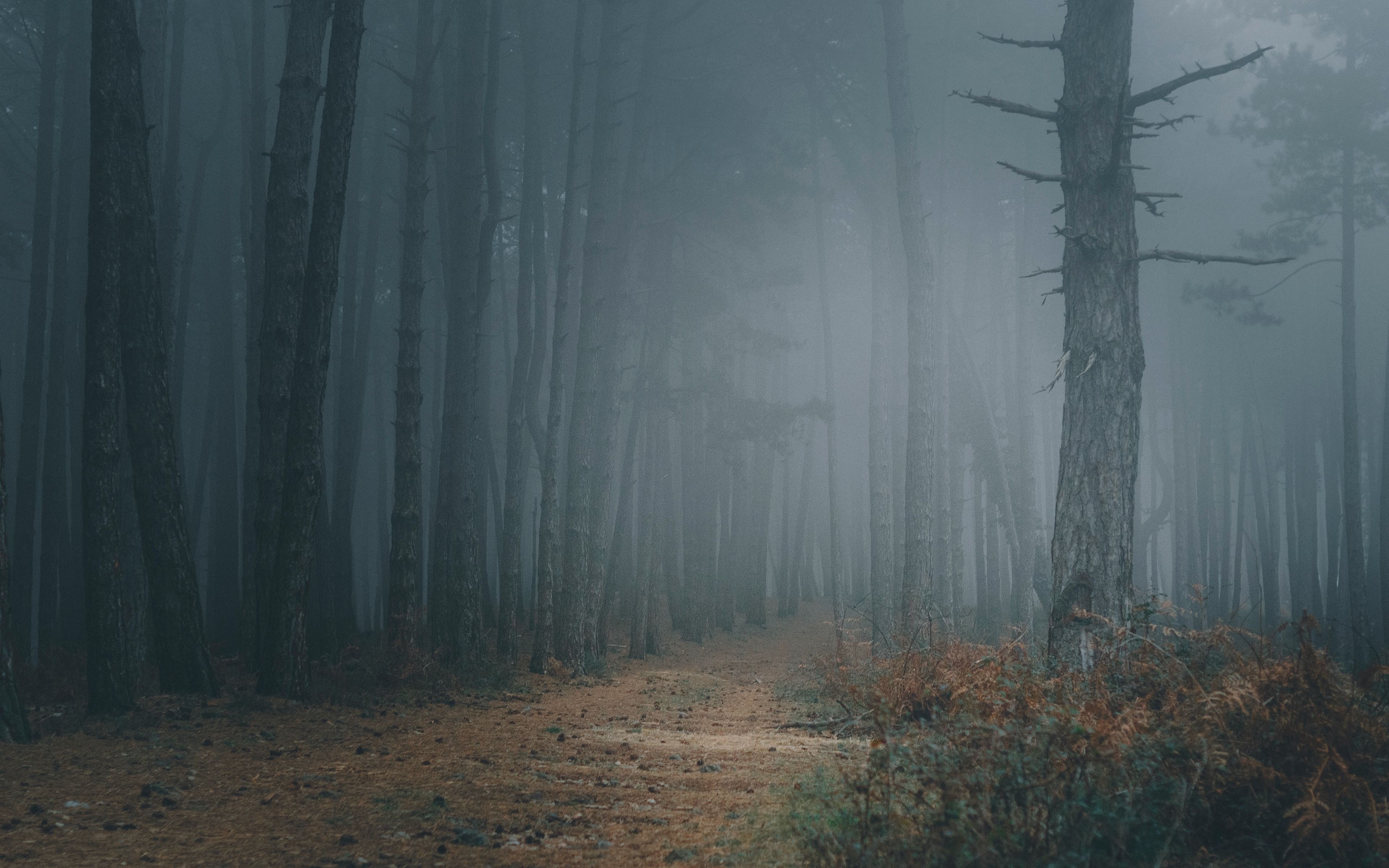 Темный туманный лес фон