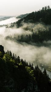 Preview wallpaper forest, fog, trees, hills