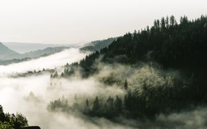 Preview wallpaper forest, fog, trees, hills