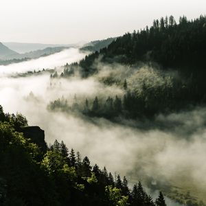 Preview wallpaper forest, fog, trees, hills