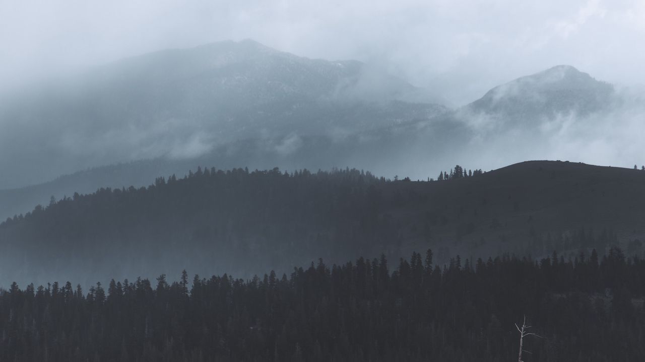 Wallpaper forest, fog, trees, hills, gloom