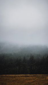 Preview wallpaper forest, fog, trees, spruce, darkness