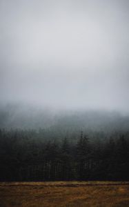 Preview wallpaper forest, fog, trees, spruce, darkness