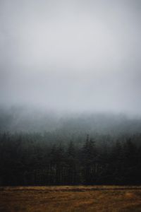 Preview wallpaper forest, fog, trees, spruce, darkness