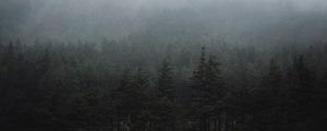 Preview wallpaper forest, fog, trees, spruce, darkness