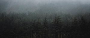 Preview wallpaper forest, fog, trees, spruce, darkness